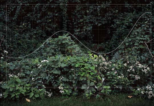 Foliage with function