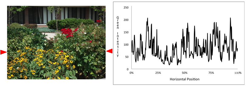 [Flowers and Green Intensity Varying Jaggedly Along One Horizontal Line through Them]