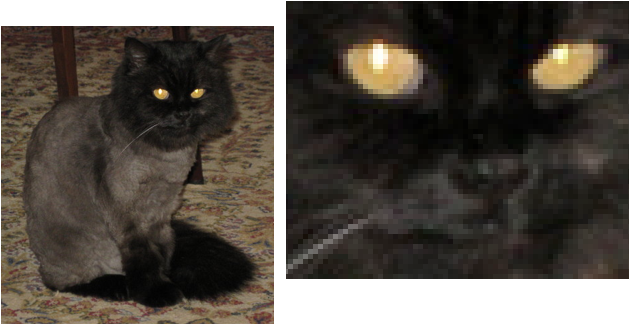 [Cat Magnified to Show Square Blocks of Color]