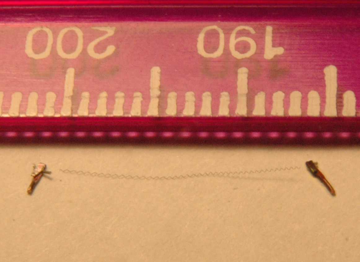 stretched filament near ruler